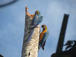 Manu Birding Experience 4D/3N