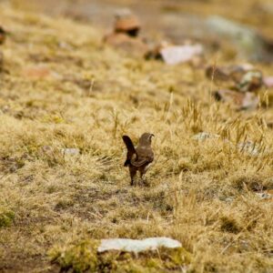 Central Birding Peru Tour