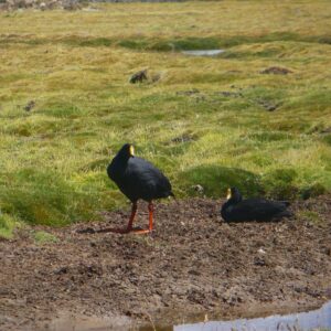 Birdwatching in Northern Peru 12D/11N
