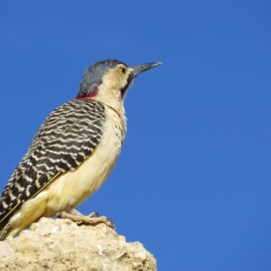 Sacred Valley Birding Tour