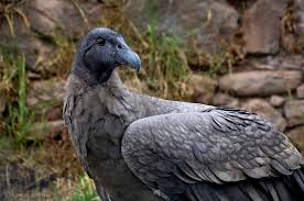 Specialized Andean Condor & Endemic Birds Birding Tour - Apurimac