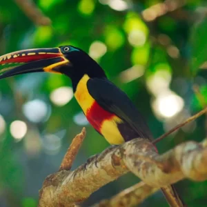 Ultimate Manu Road Birding Tour - Peru